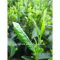 Pure Nature Green Tea Extract